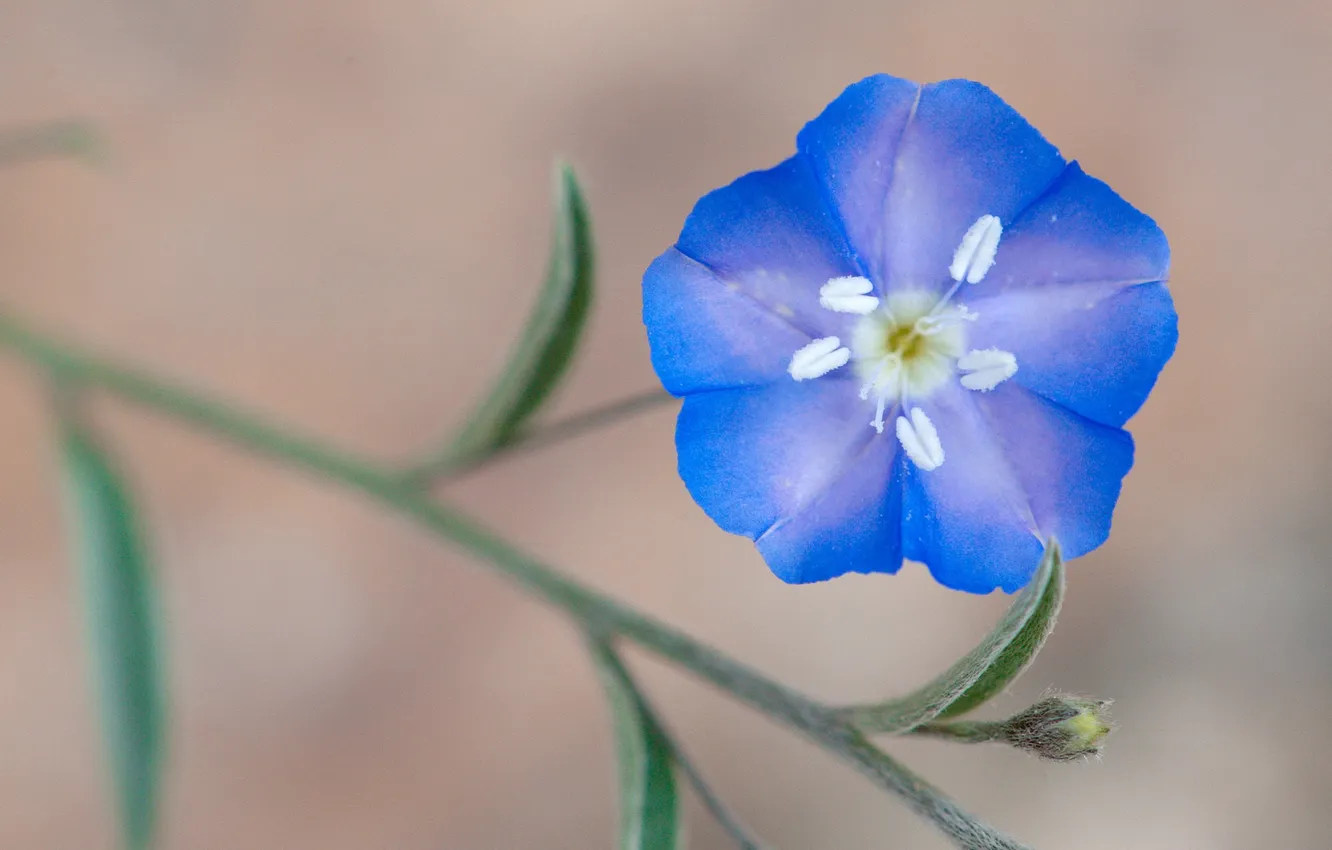 Фото обои цветок, макро, синий, веточка, стебель