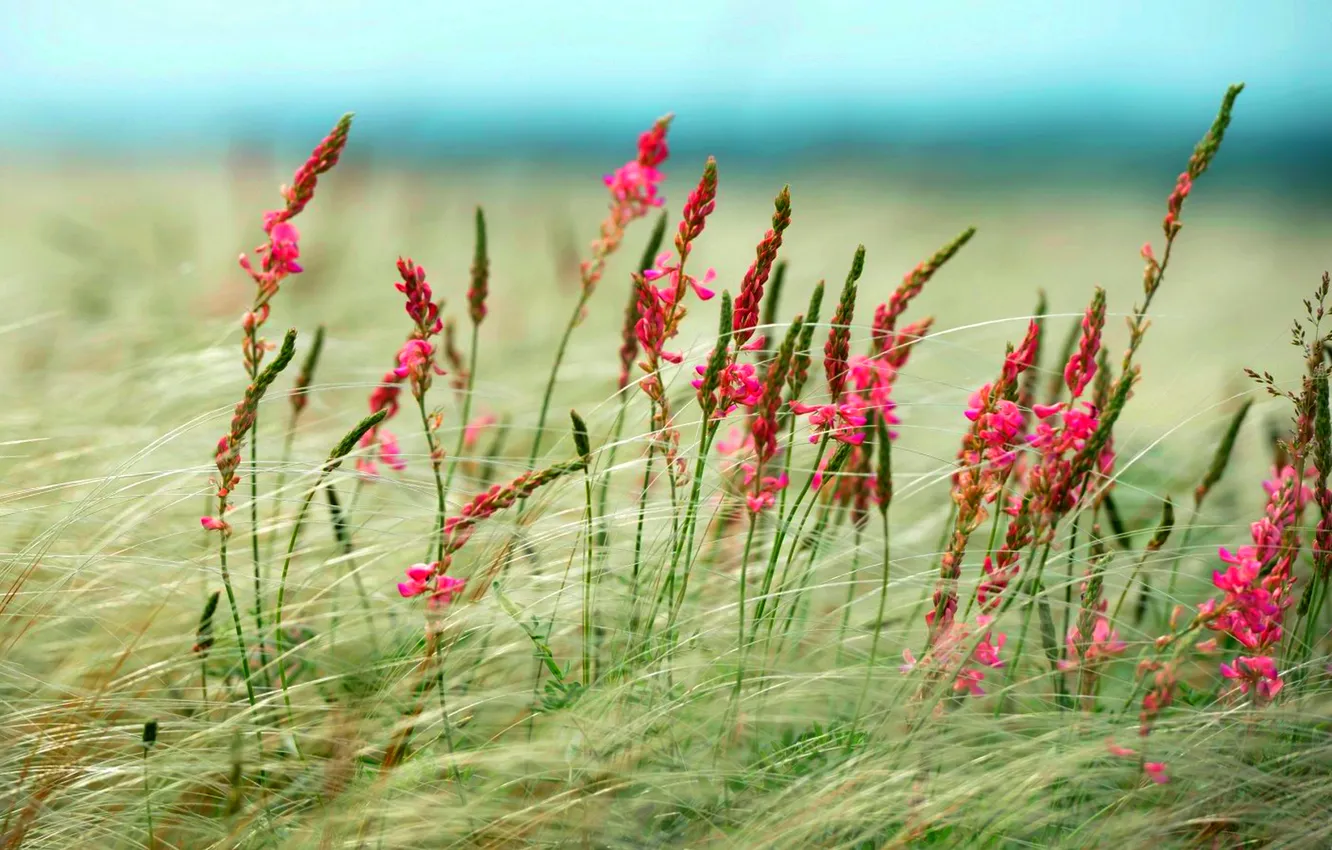 Фото обои поле, небо, трава, цветы, степь