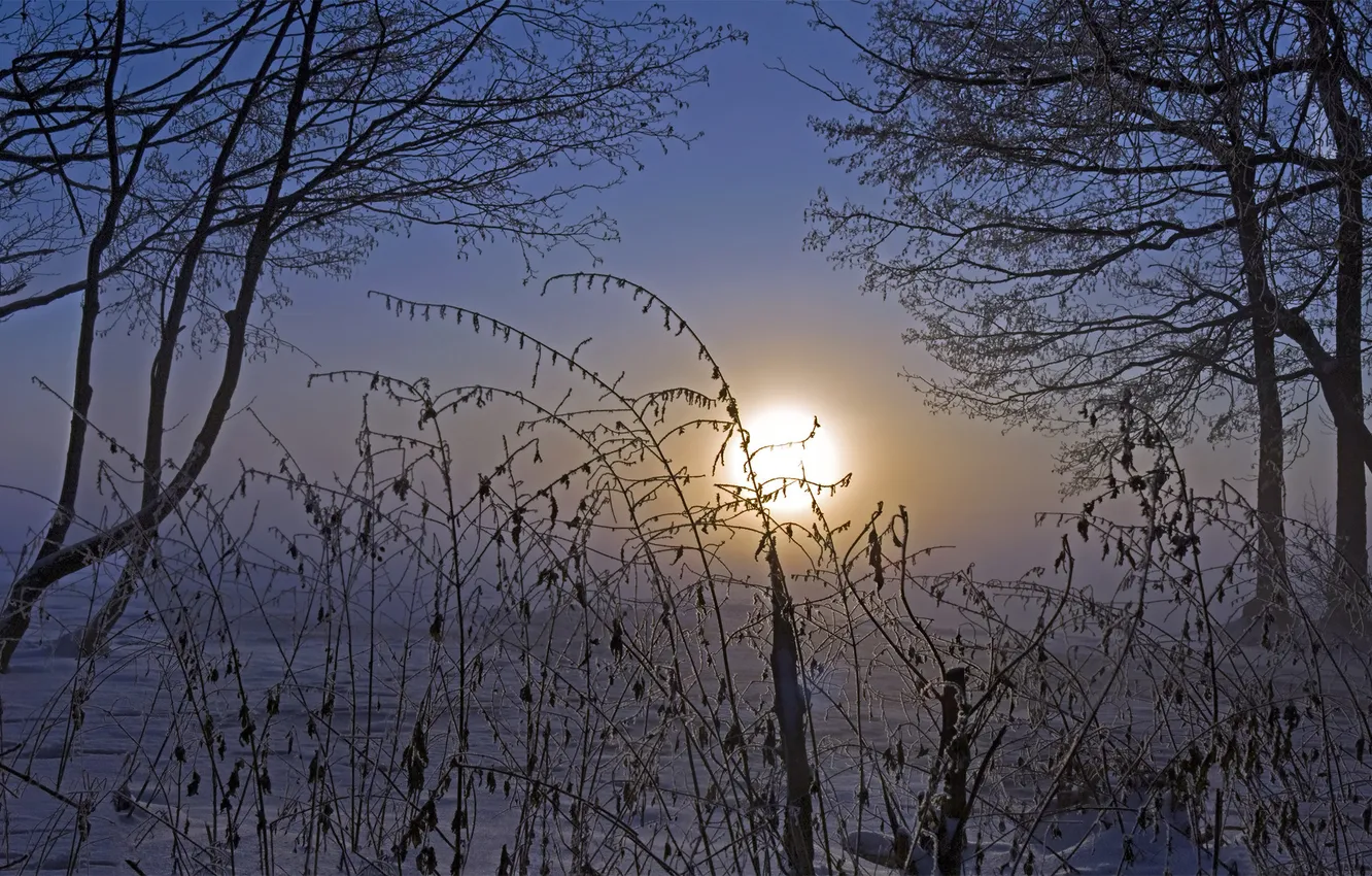 Фото обои холод, зима, небо, солнце, снег, деревья, ветки, природа
