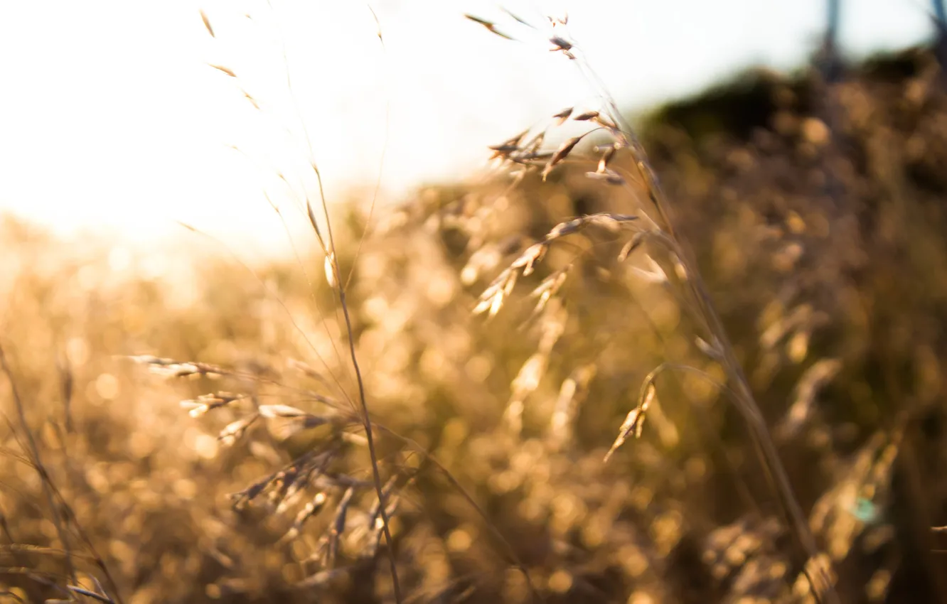 Фото обои пшеница, солнце, рожь