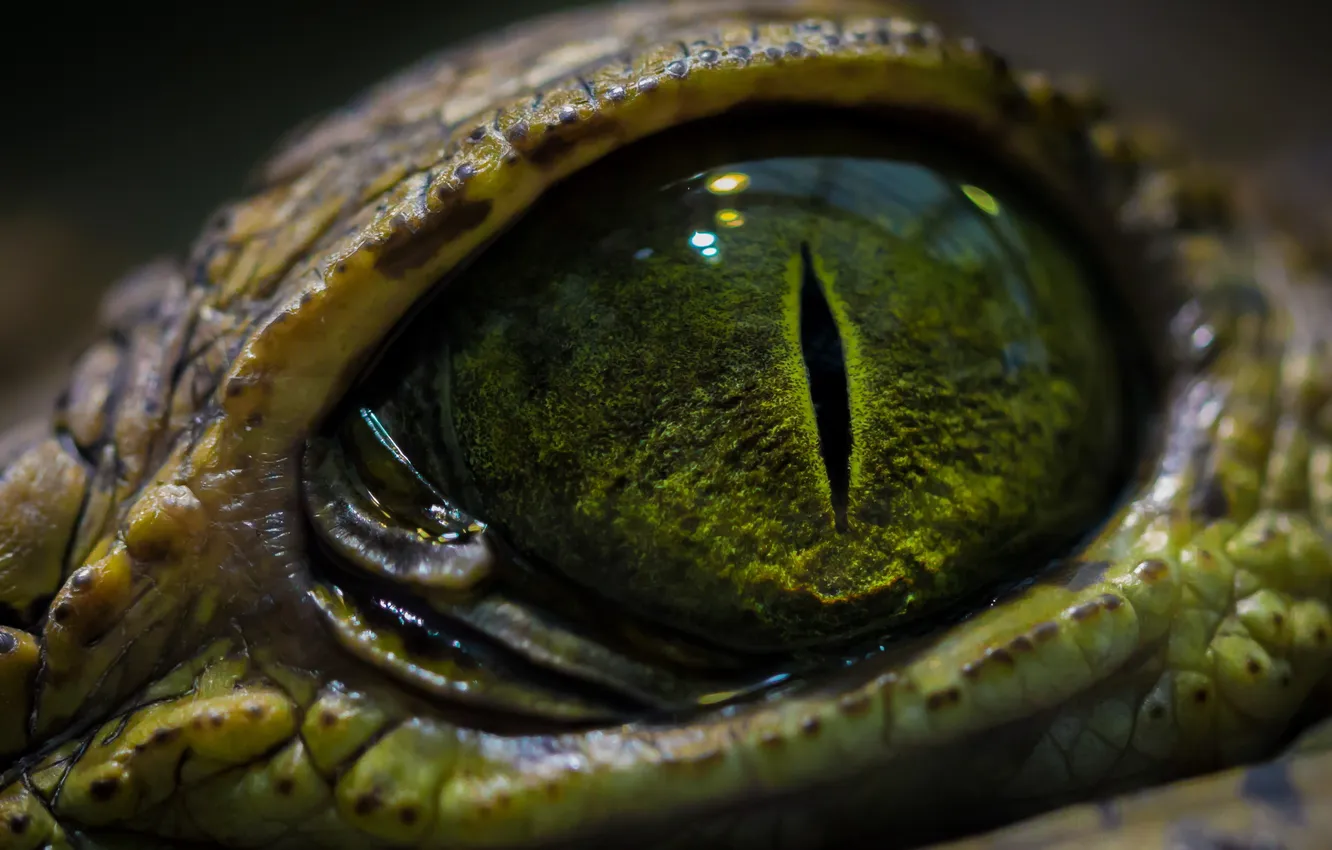 Фото обои Глаз, Чешуя, Рептилия, Crocodile, Reptile, Eye