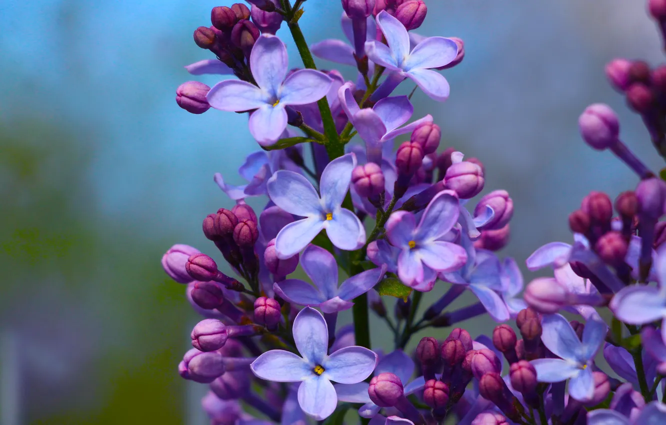Фото обои flower, spring, lilac