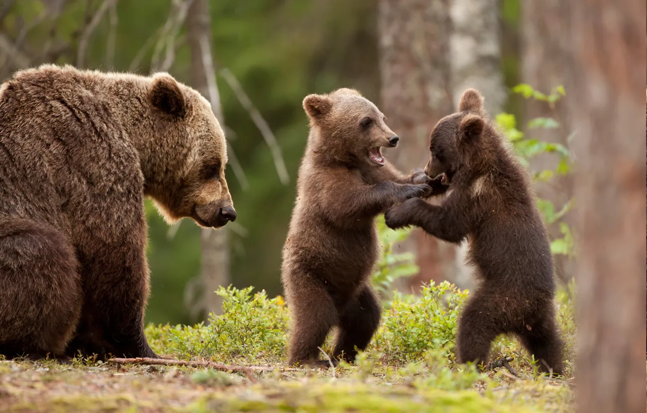Фото обои animals, wildlife, Grizzly, bears cubs