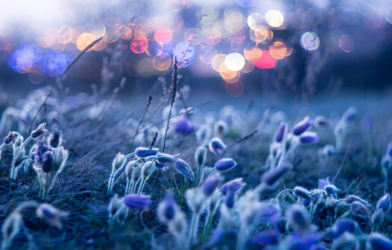 Фото обои макро, свет, цветы, боке, сон трава