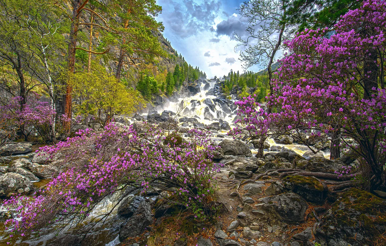 Фото обои лес, деревья, водопад, Россия, каскад, Алтай, Максим Усанин, маральник