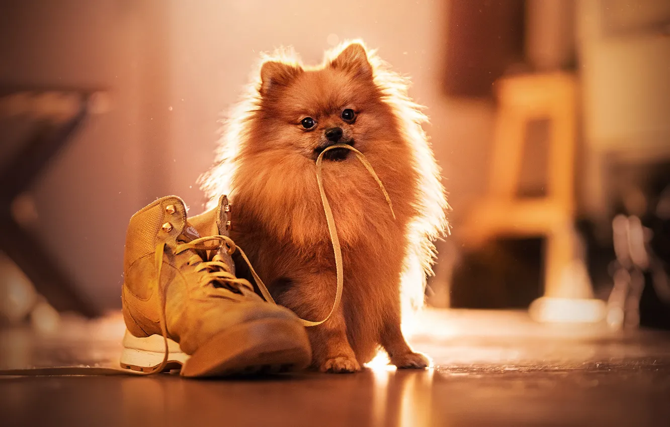 Фото обои собака, шнурок, ботинок, Шпиц