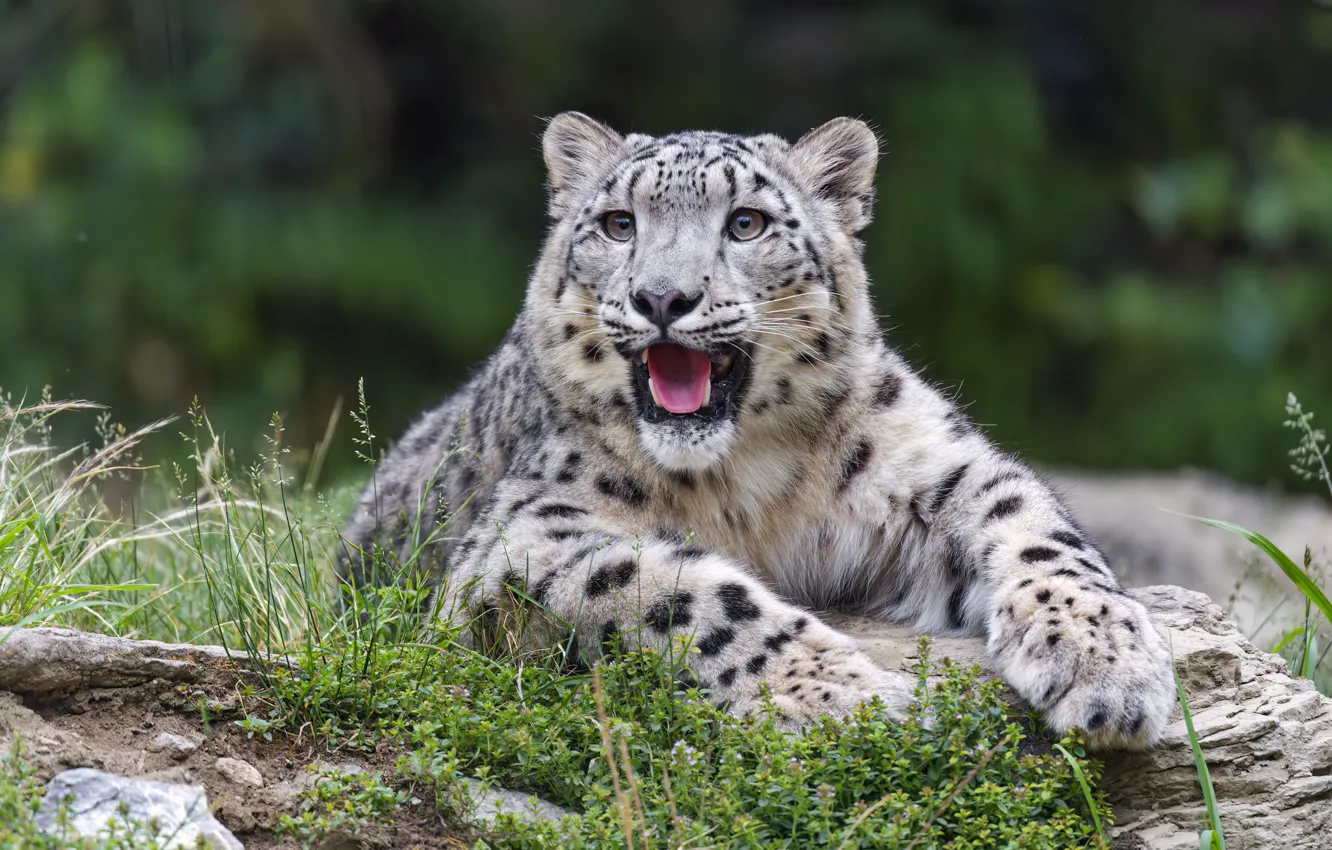 Фото обои snow leopard, predator, blur, wild, big cat