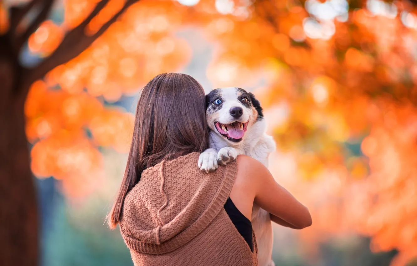 Фото обои девушка, собака, Осень, боке