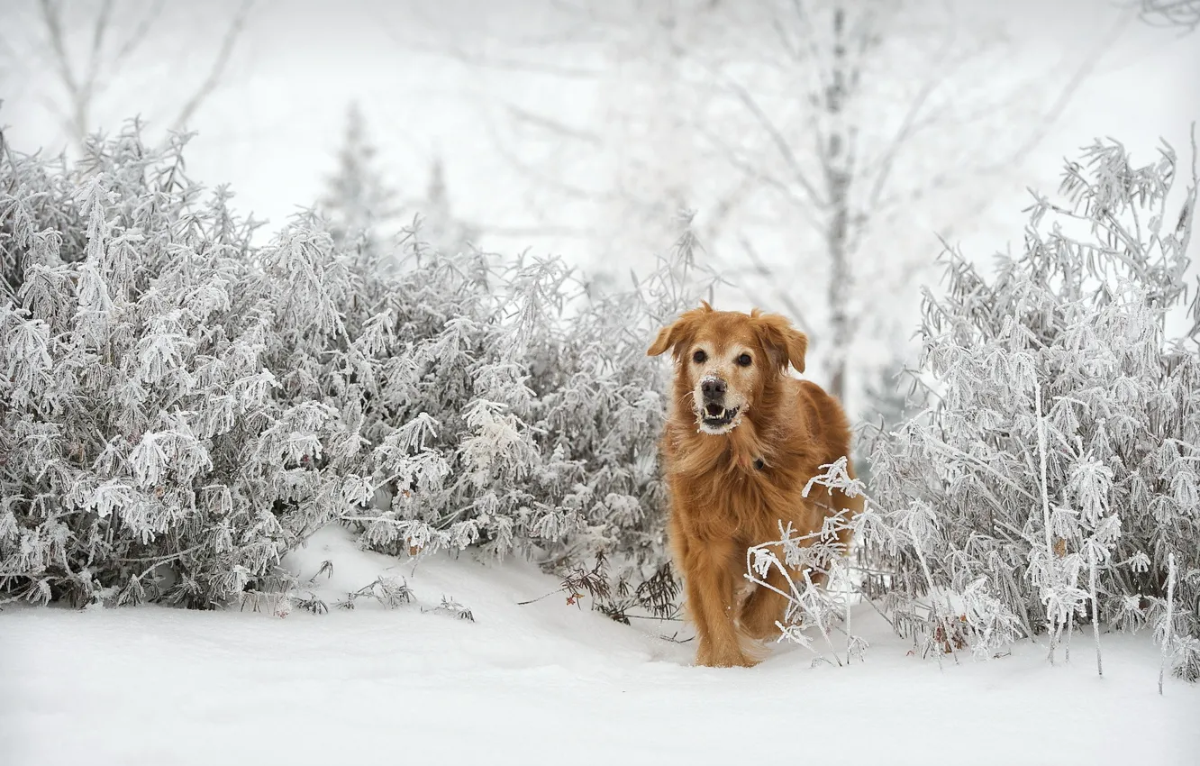 Фото обои зима, взгляд, друг, собака