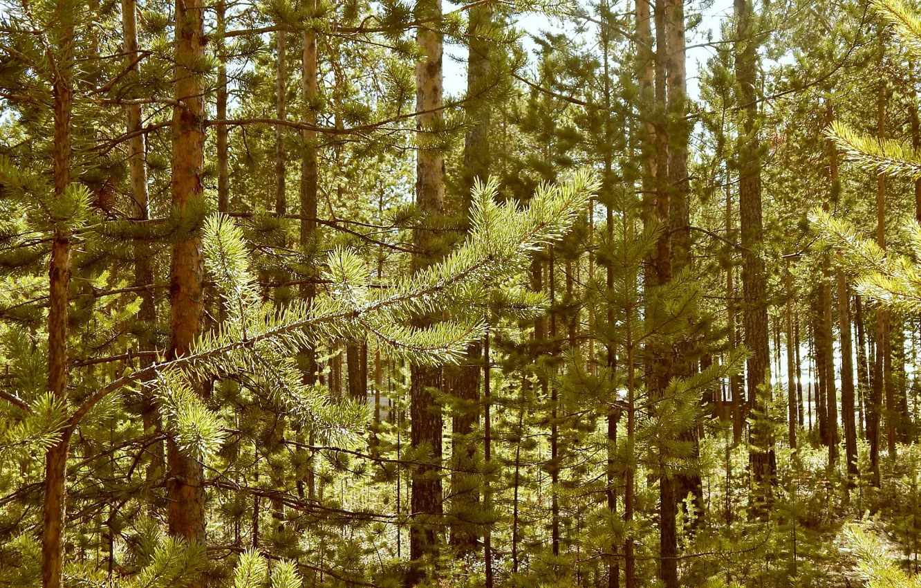 Фото обои лес, солнце, колючки, сосна, июнь, 2014, Ноябрьск, ЯНАО