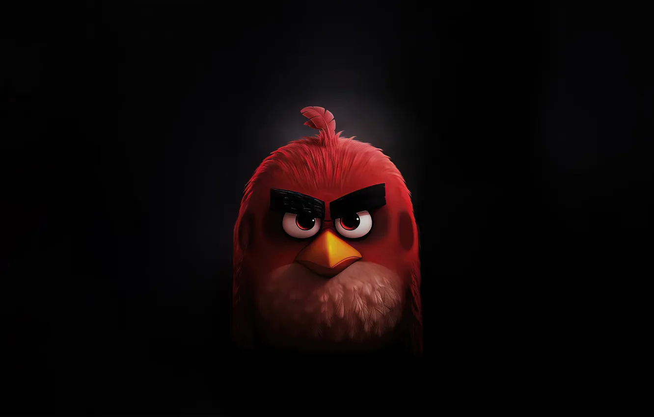 Фото обои dark, birds, angry