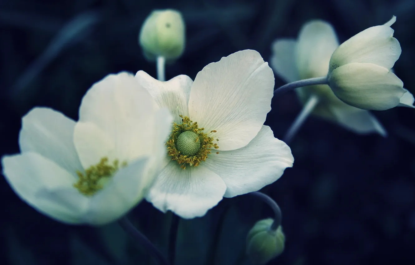 Фото обои цветы, природа, фон