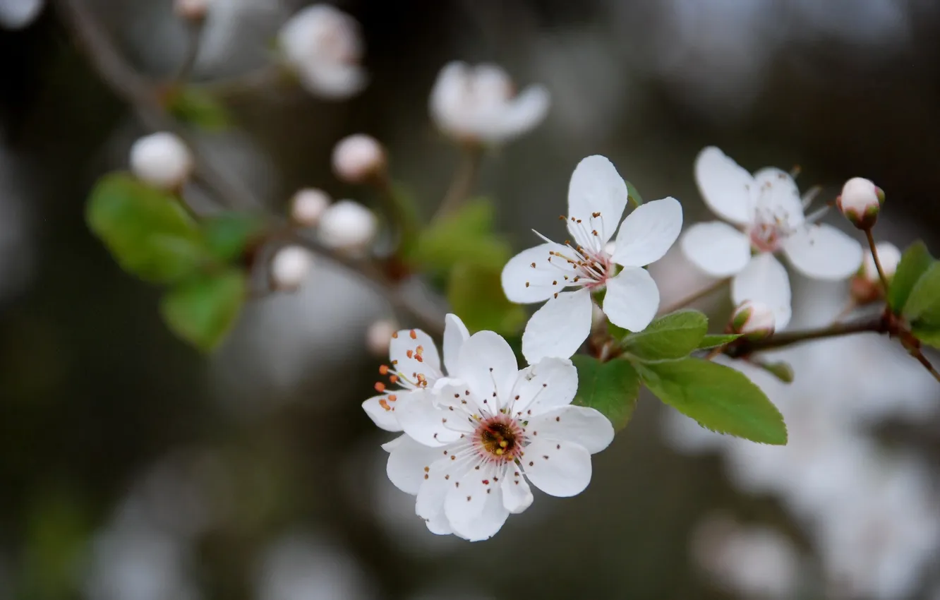 Фото обои макро, цветы, вишня, веточка, весна, белые, цветение