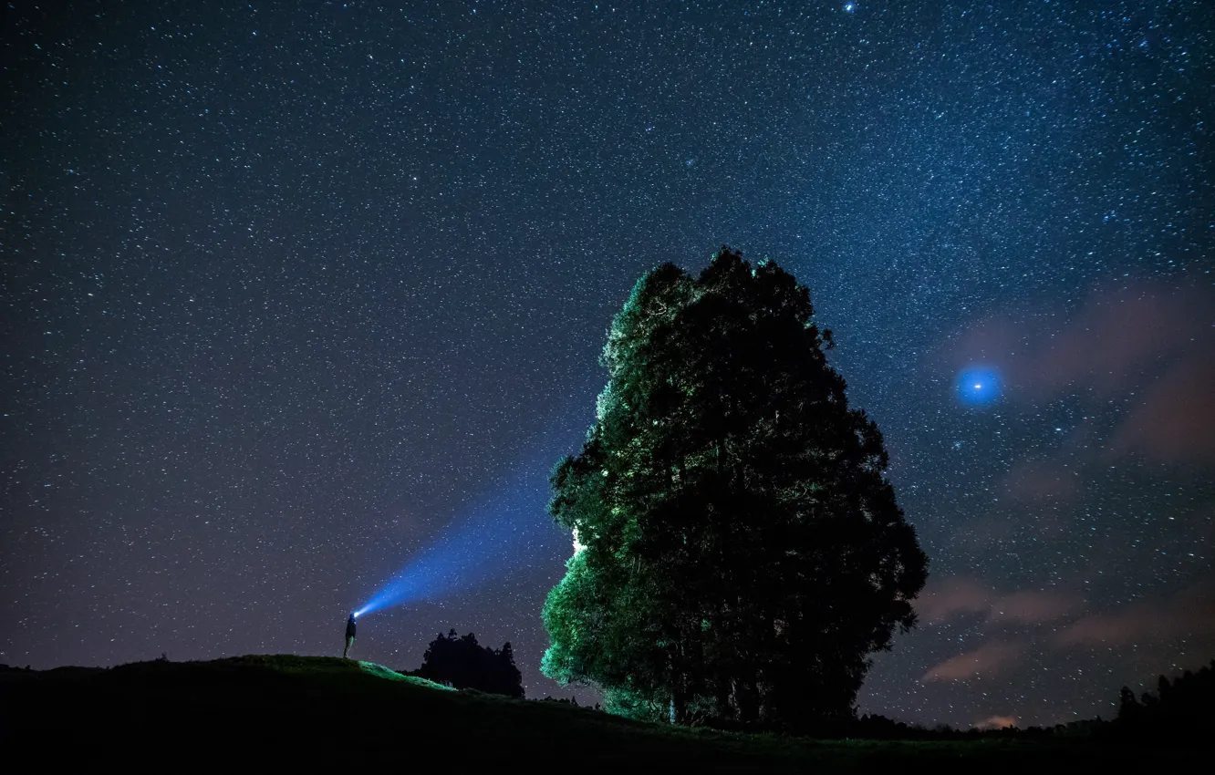 Фото обои небо, звезды, свет, ночь, дерево, человек