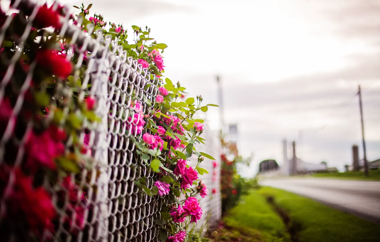 Фото обои цветы, фон, забор