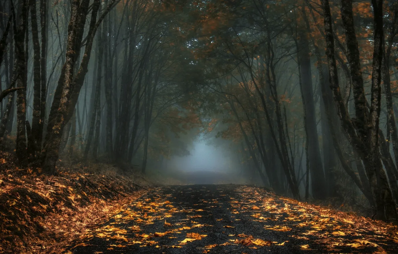Фото обои дорога, осень, лес, туман, пасмурно