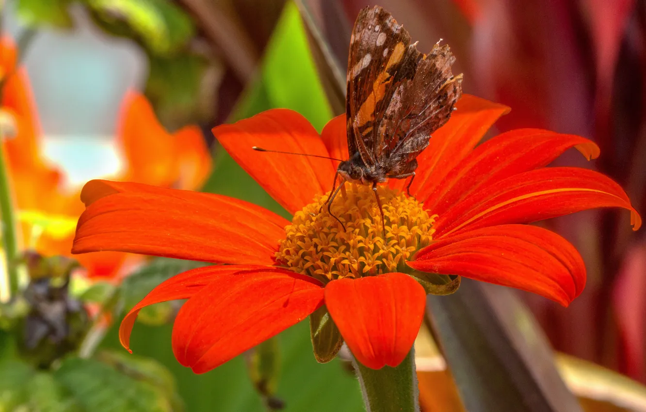 Фото обои Макро, Бабочка, Macro, Butterfly, Красный цветок, Red flower