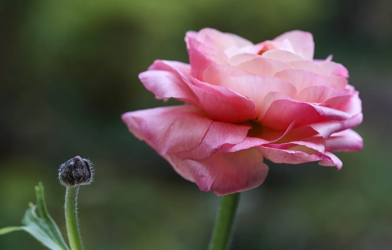 Фото обои цветок, макро, бутон, Ранункулюс, Персидский Баттеркул