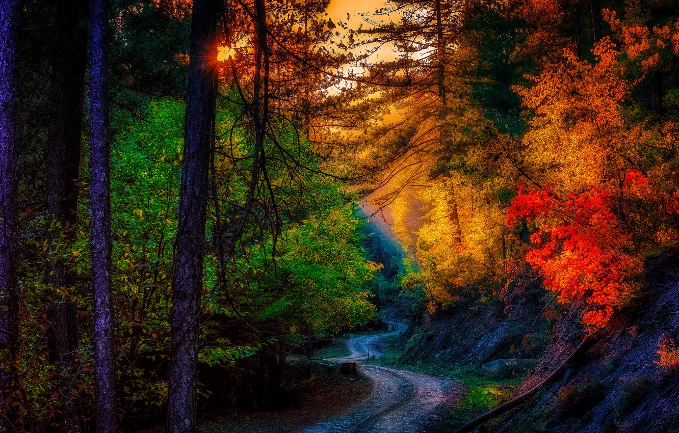 Фото обои дорога, листья, пейзаж, осень. деревья