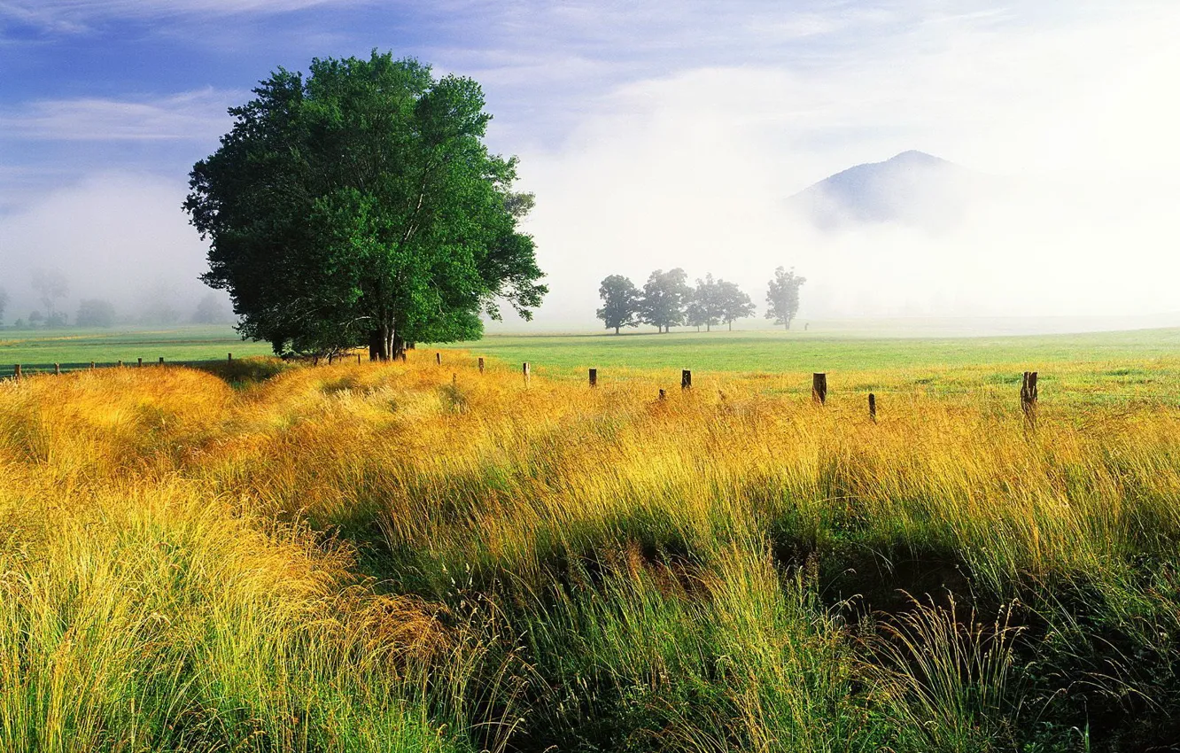 Фото обои поле, небо, трава, дерево