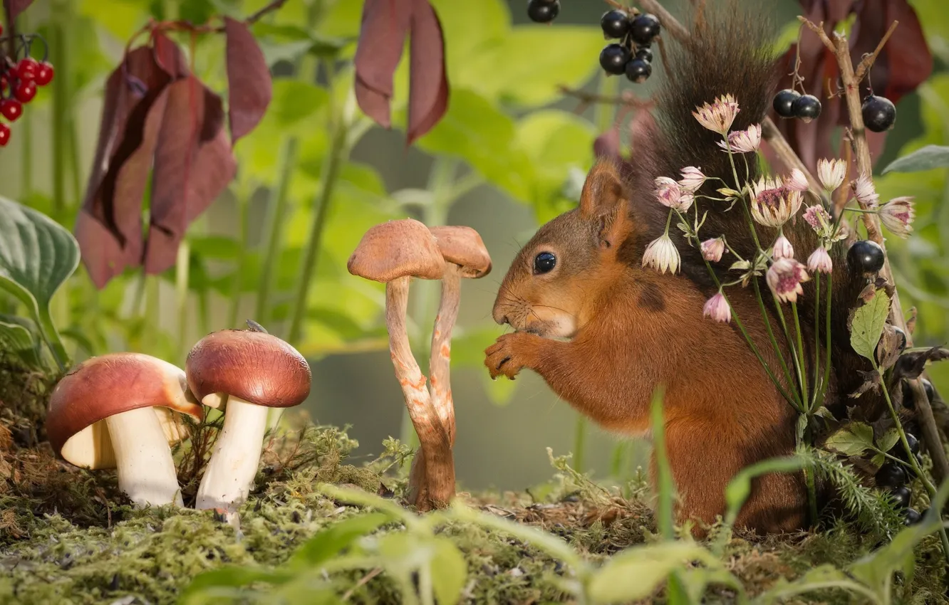 Фото обои животные, листья, ветки, природа, ягоды, грибы, мох, белка