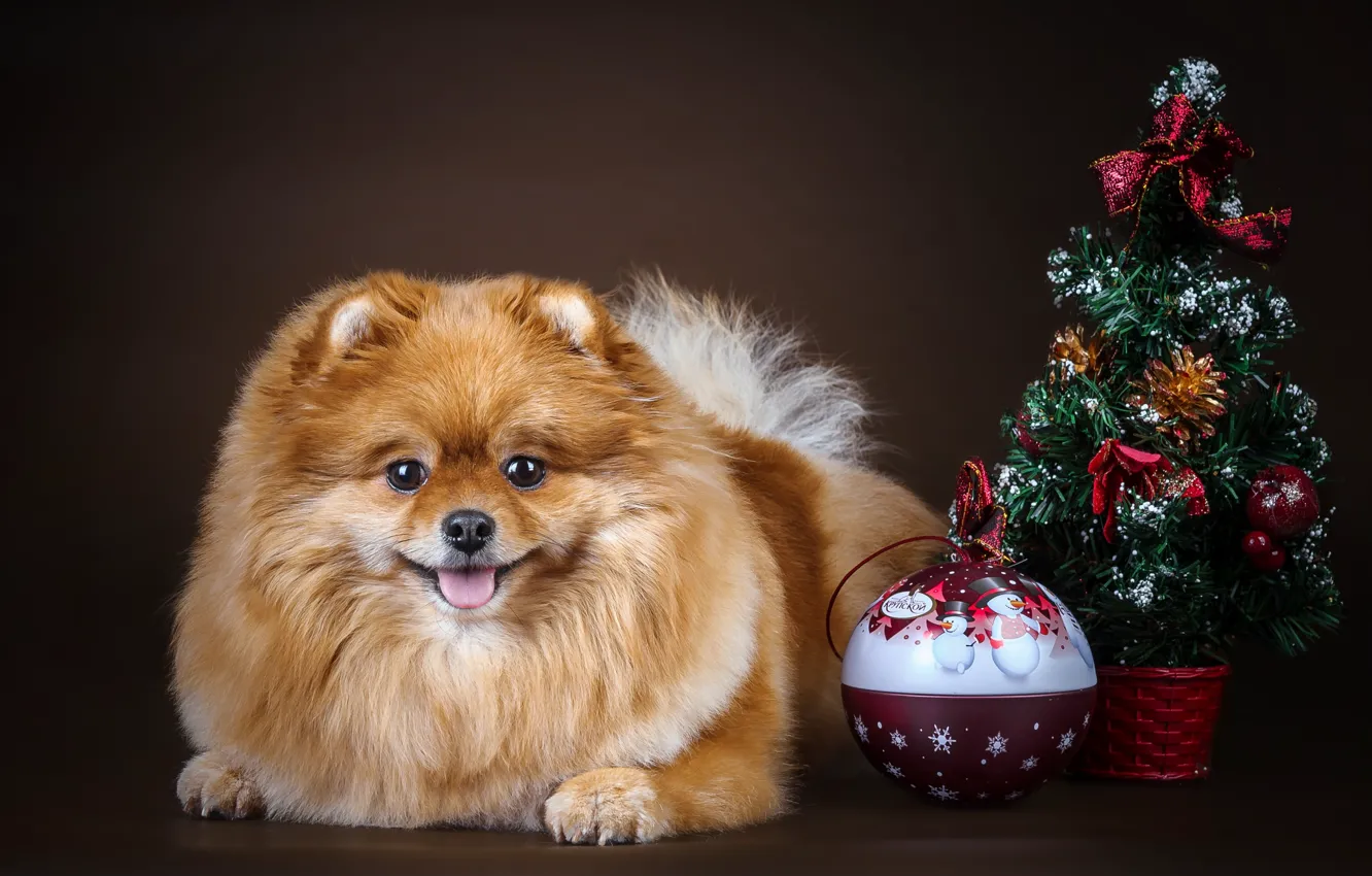 Фото обои шары, елка, шпиц
