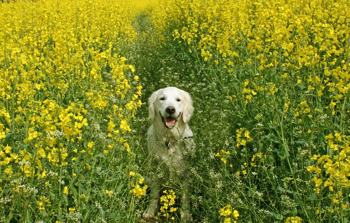 Фото обои поле, лето, собака, рапс