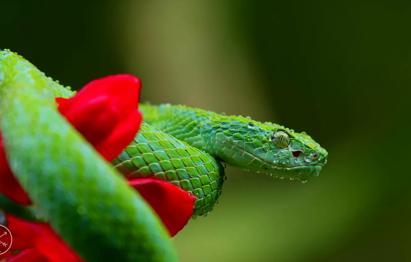 Фото обои цветок, макро, красный, зеленый, змея, чешуя, blur, u137