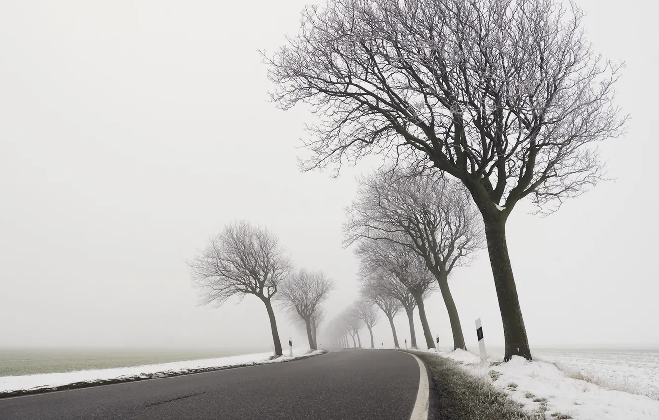 Фото обои зима, дорога, деревья, туман