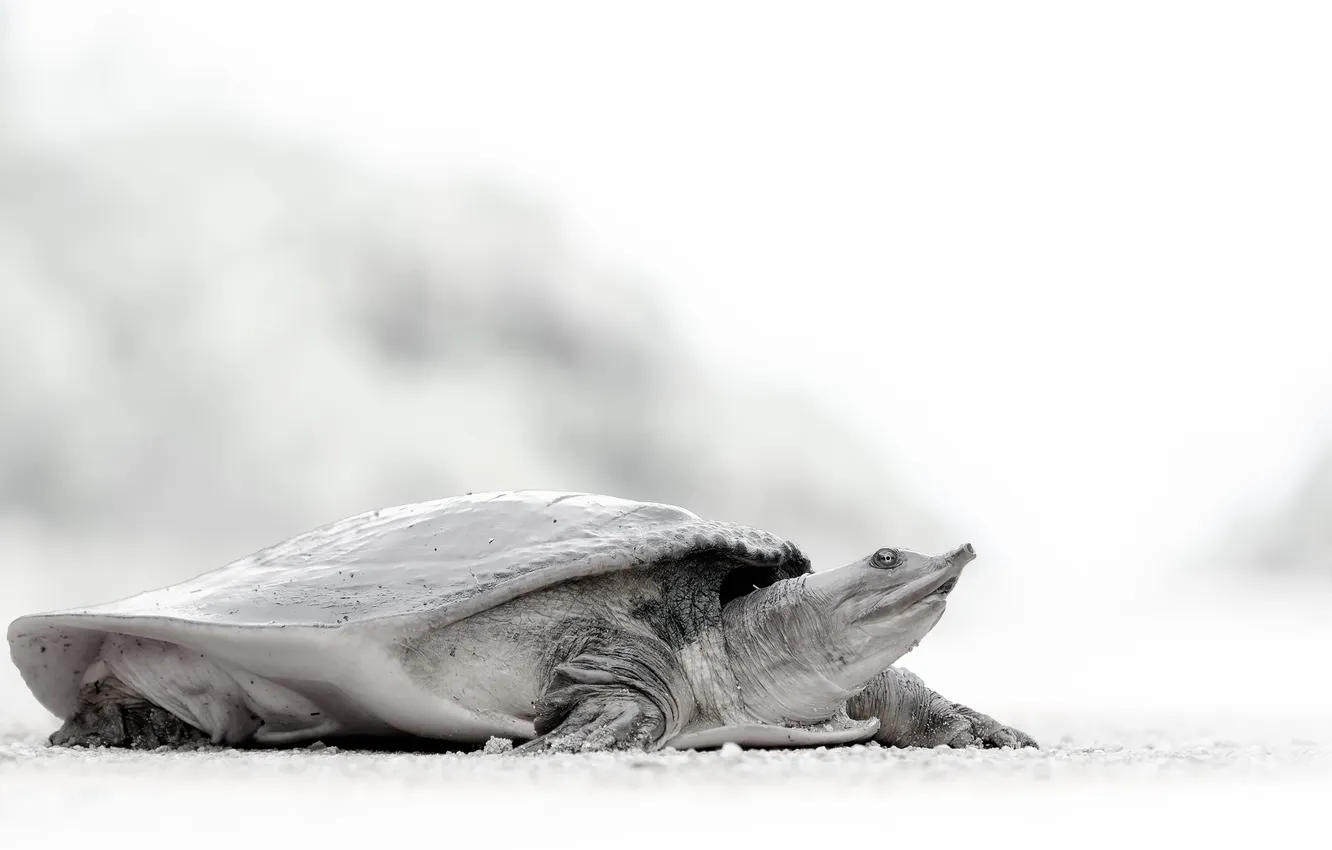Фото обои style, turtle, Soft Shell Turtle, rare animal
