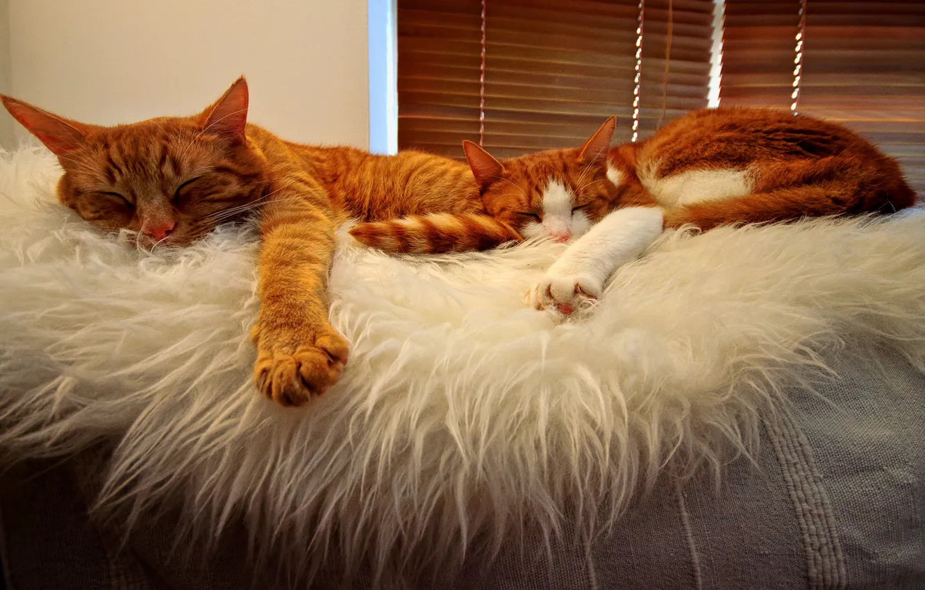 Фото обои orange, sleeping, Cats, buddies, tabbies