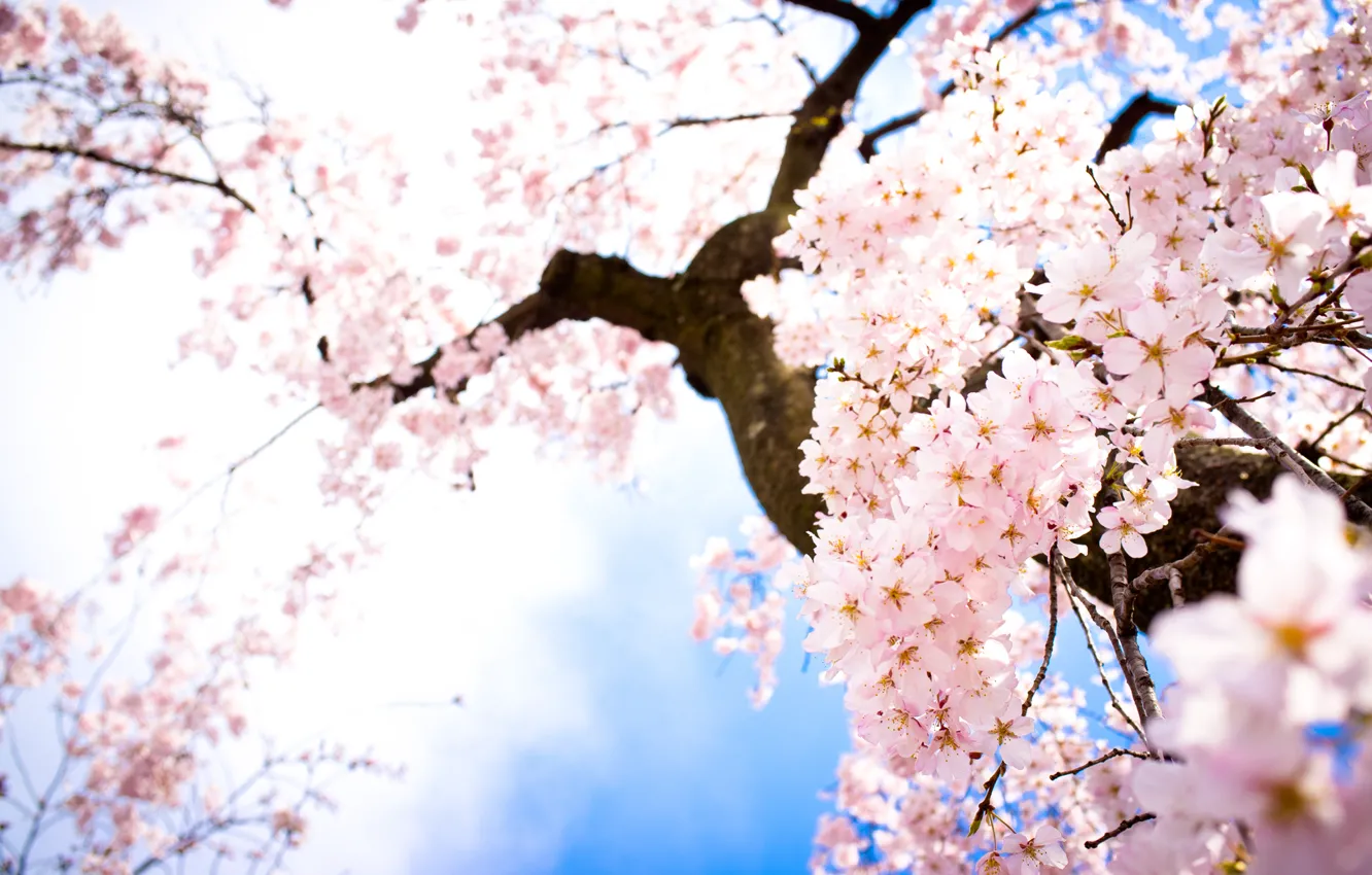 Фото обои небо, цветы, ветки, весна, сакура