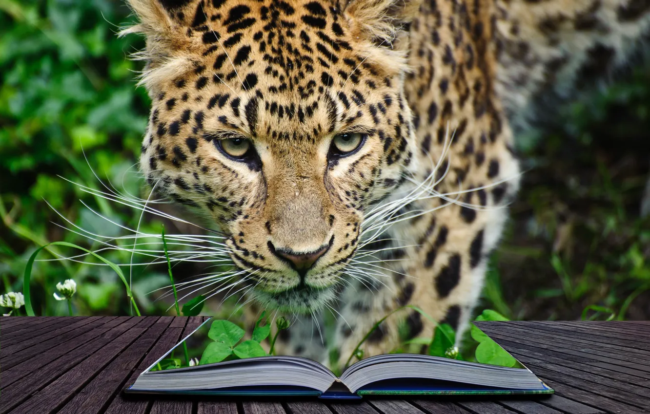 Фото обои заросли, хищник, джунгли, леопард, книга, 3d