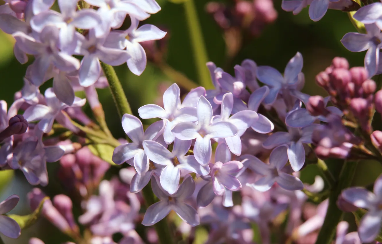 Фото обои spring, lilac, blooming