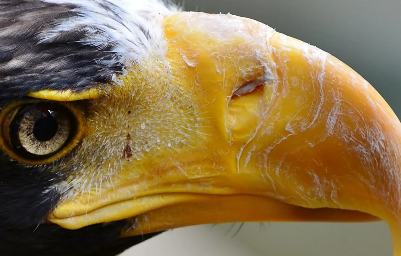 Фото обои bird, Close-up, american eagle, Extreme, macro shot, National Aviary