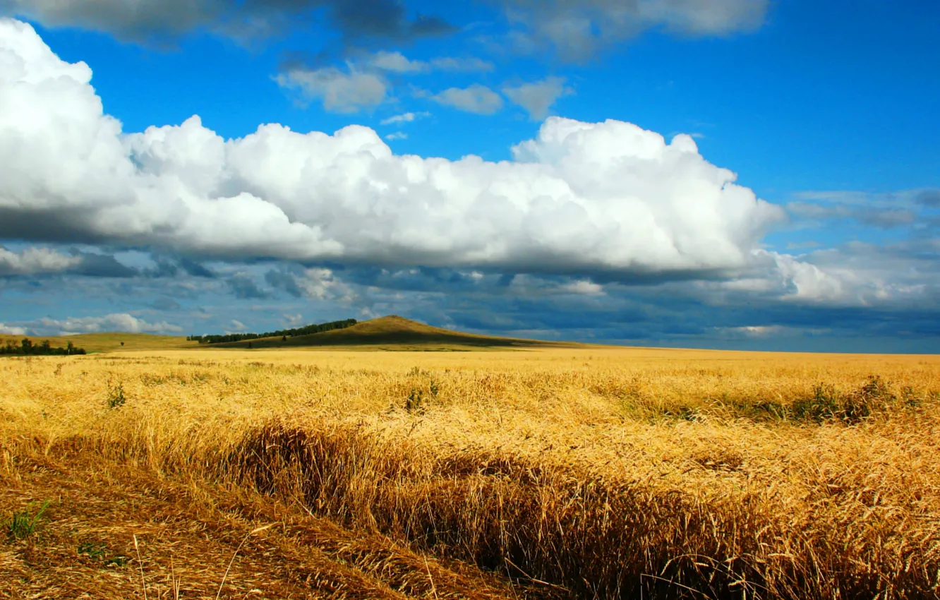 Фото обои дорога, пшеница, поле, осень, степь, песня, казахстан, жаворонок