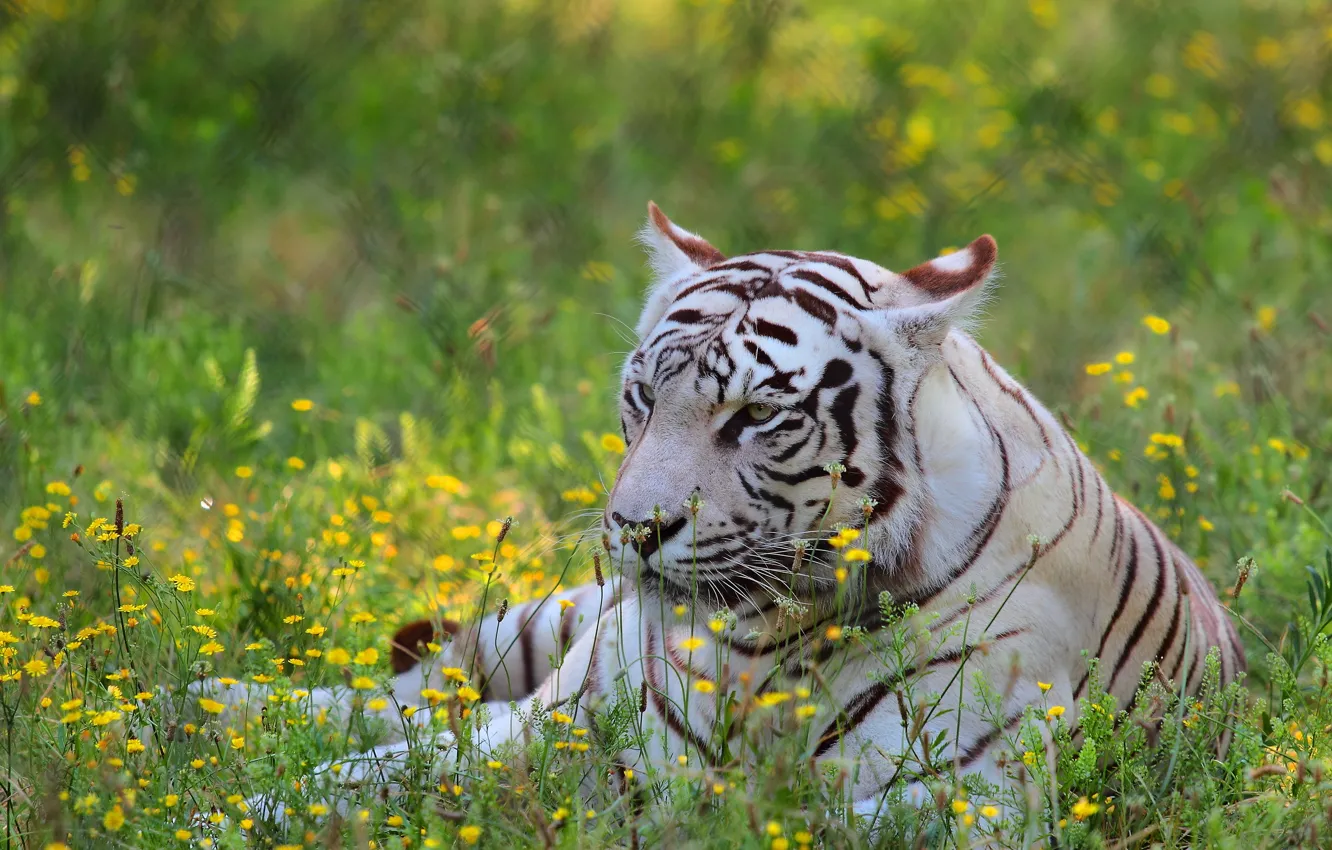 Фото обои белый, цветы, тигр, хищник, луг