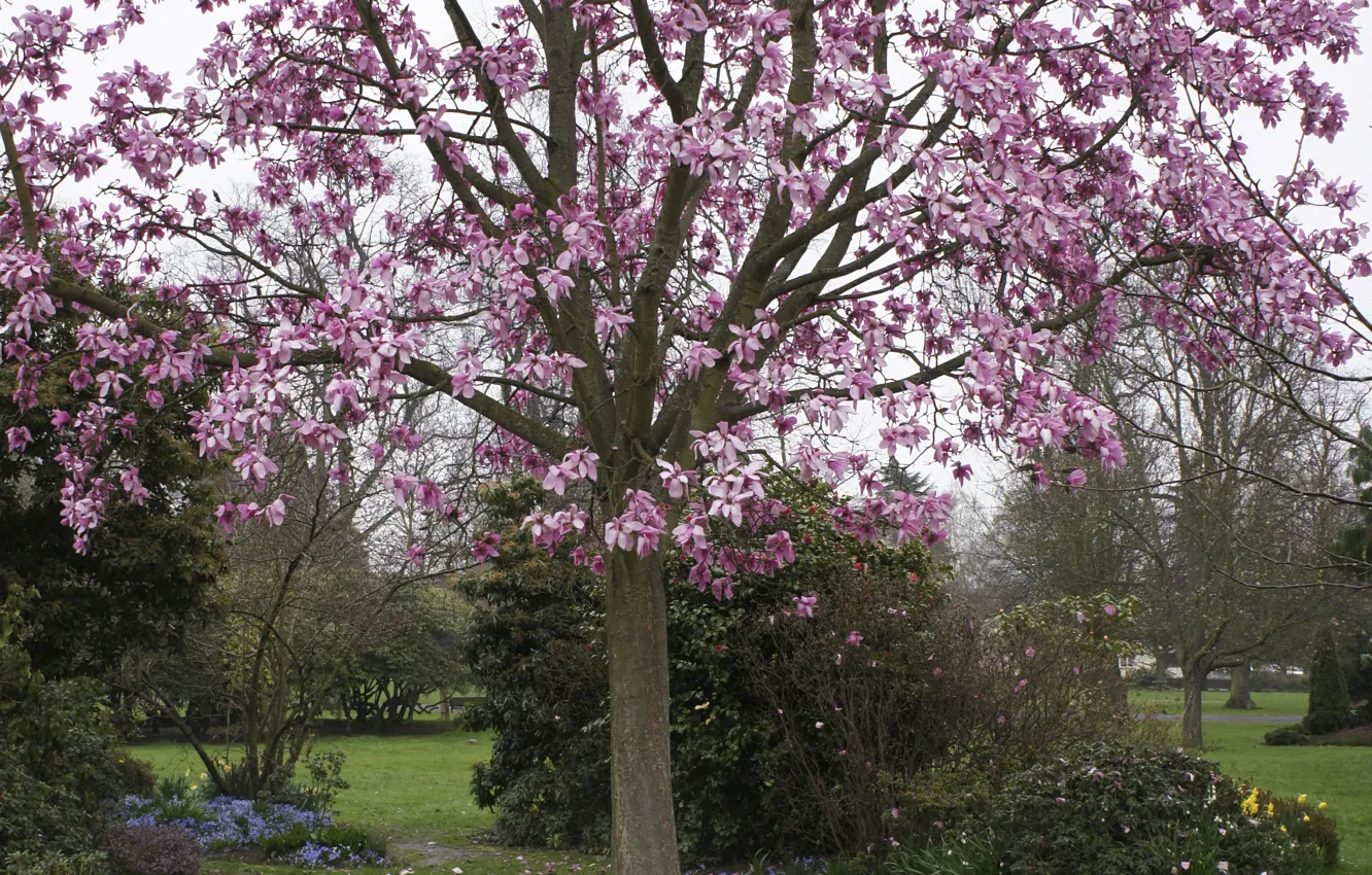 Фото обои парк, дерево, Весна, цветение, park, tree, spring, flowering