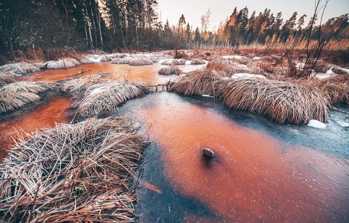 Фото обои зима, природа, болото