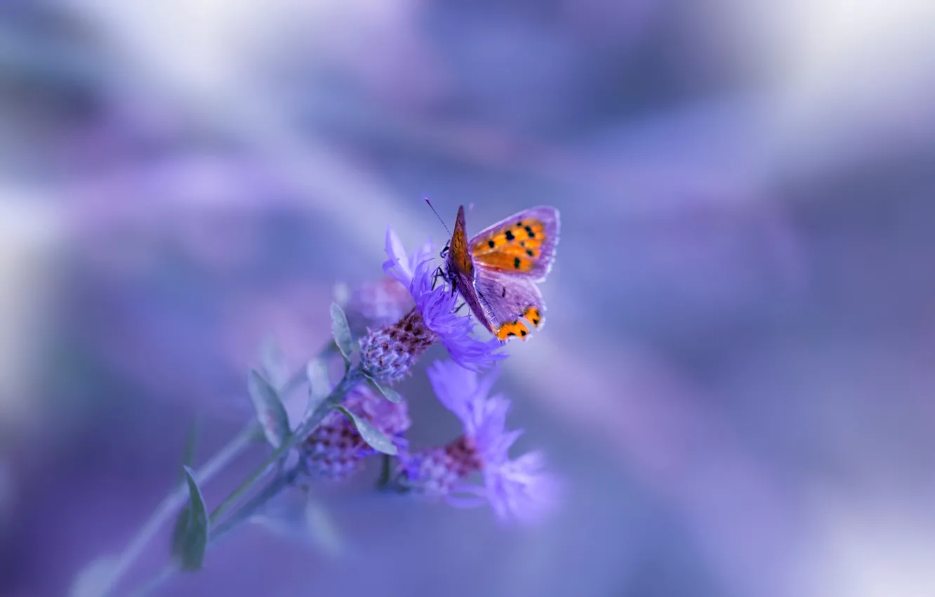 Фото обои макро, фон, бабочка, растение