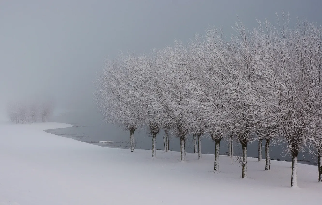 Фото обои зима, снег, деревья, пейзаж, туман