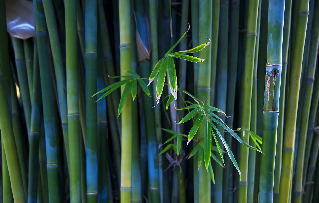 Фото обои стволы, растение, бамбук