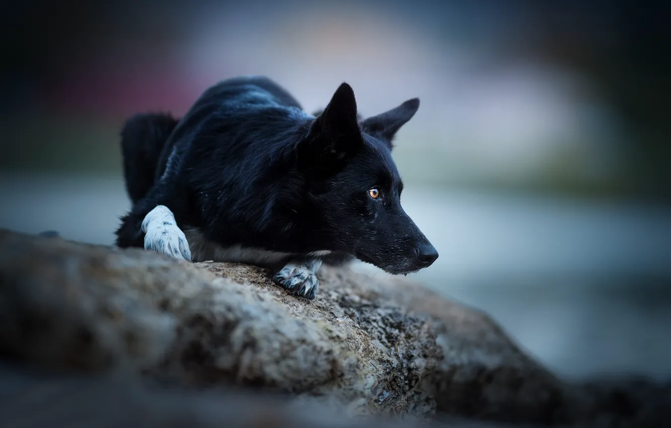 Фото обои взгляд, камень, собака, боке, Бордер-колли