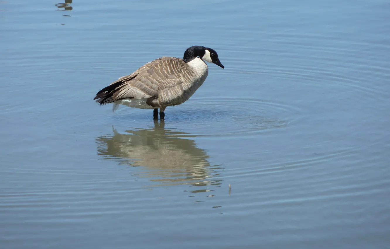 Фото обои Canada, water, Bird, Goose, Canada Goose