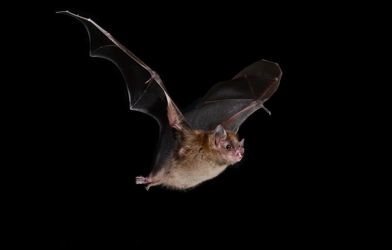 Фото обои летучая мышь, чёрный фон, José Gabriel Martínez Fonseca