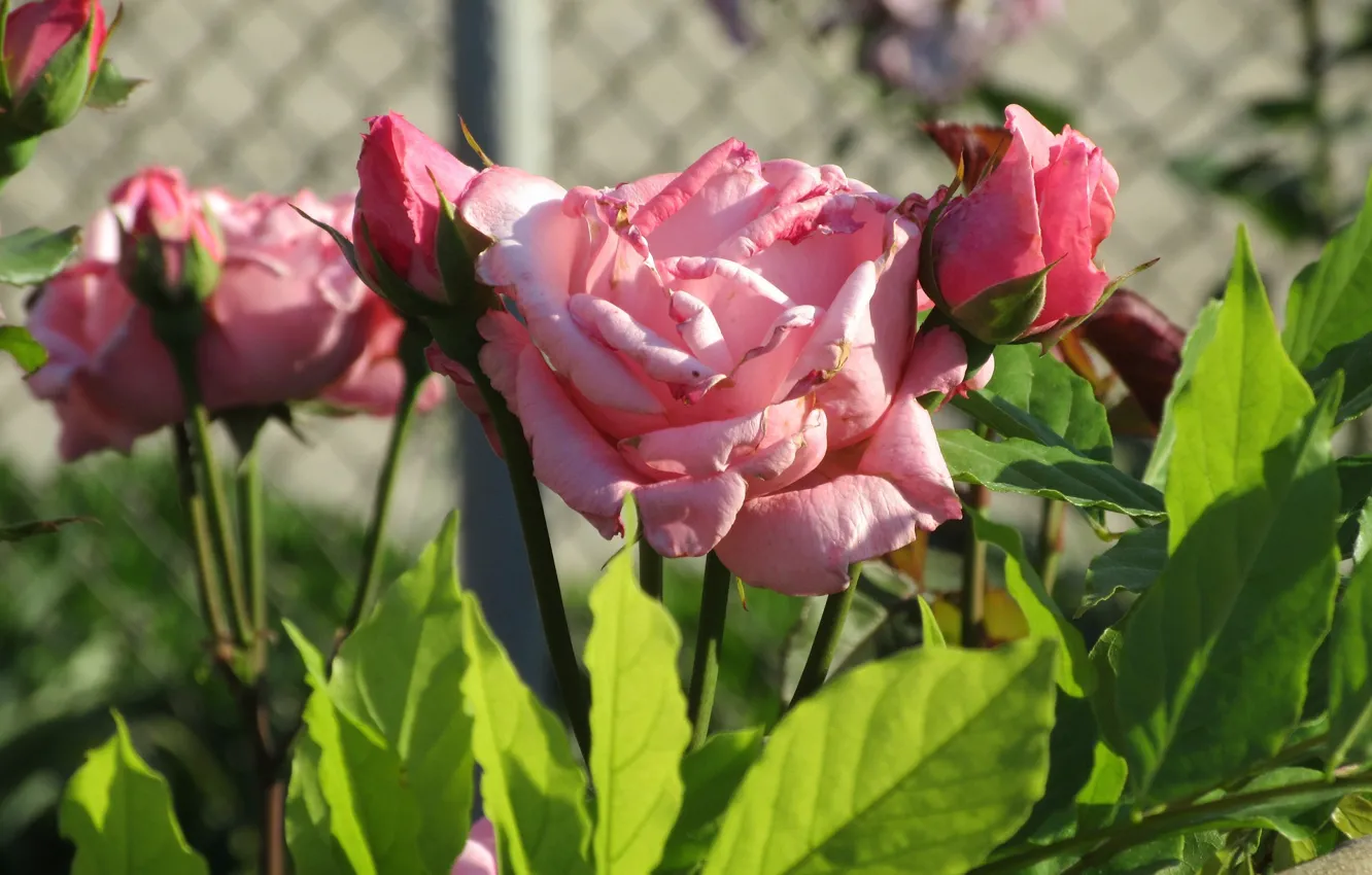 Фото обои Цветы, Куст, Розовые, Розы, Клумба, Meduzanol ©, Лето 2018