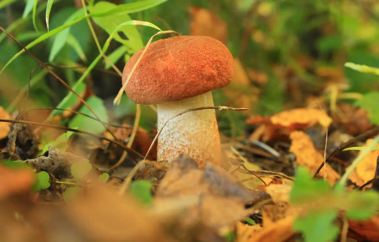 Фото обои осень, лес, гриб, урожай, подберезовик