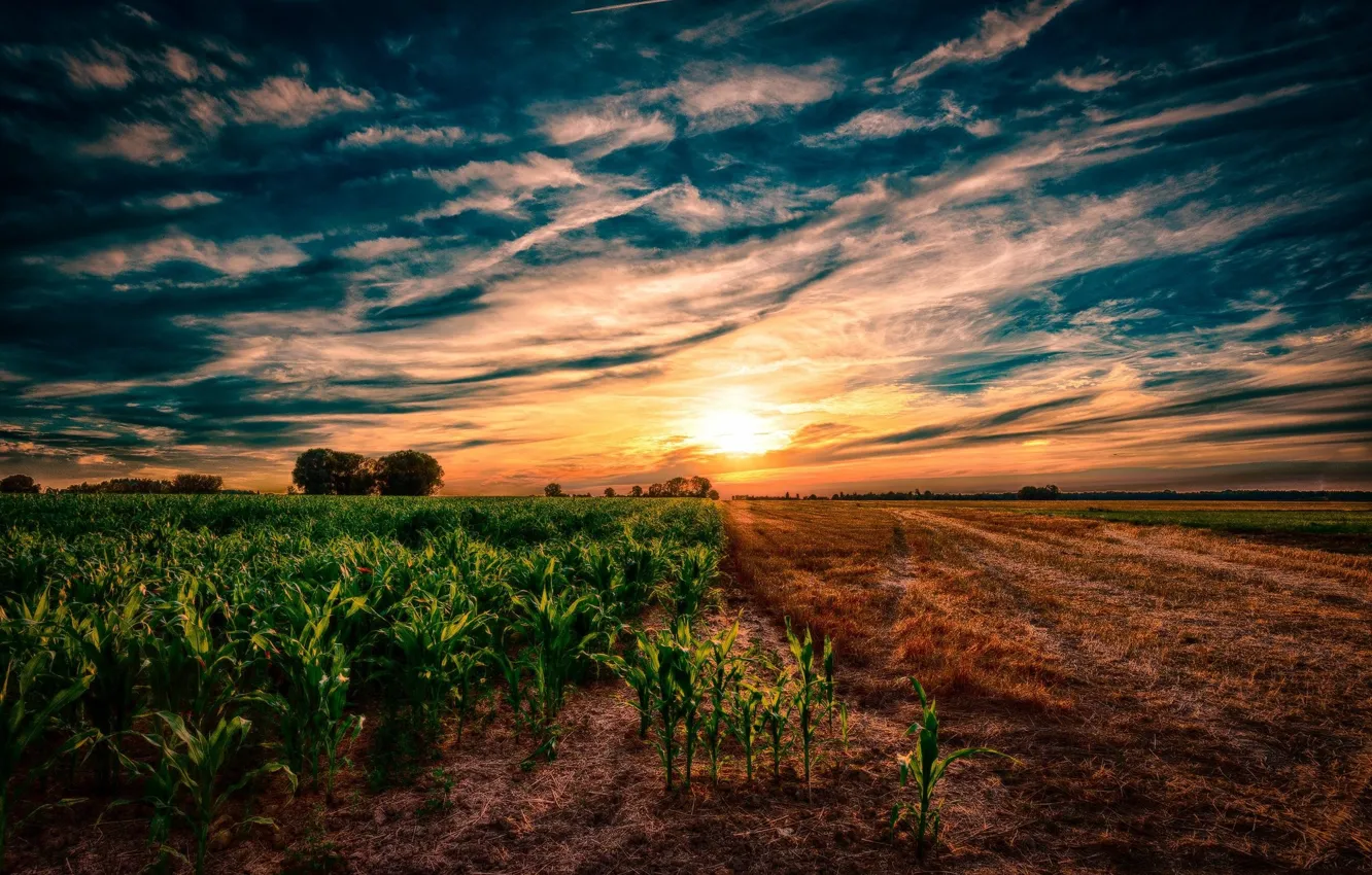 Фото обои закат, Поле, Кукуруза