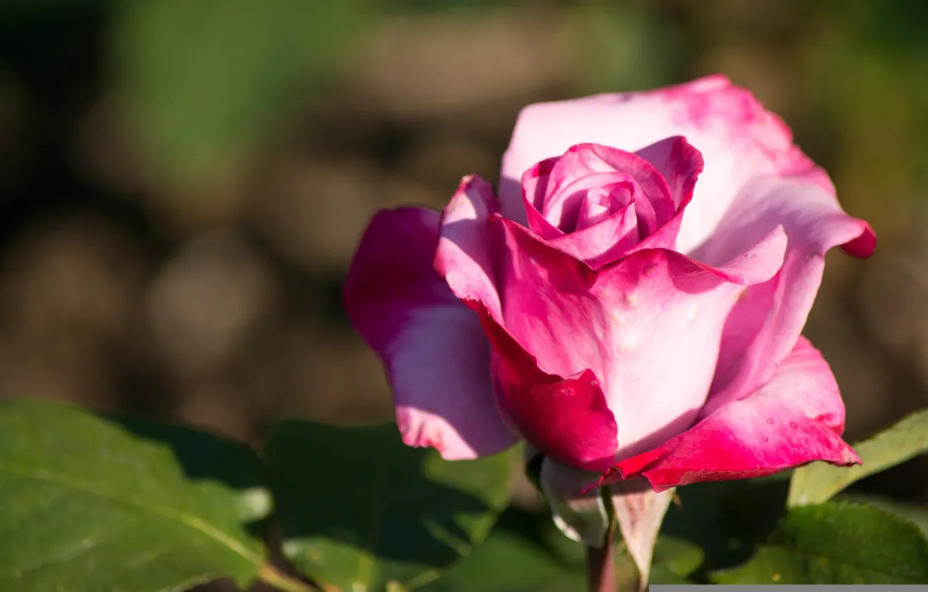 Фото обои макро, розы, бутоны