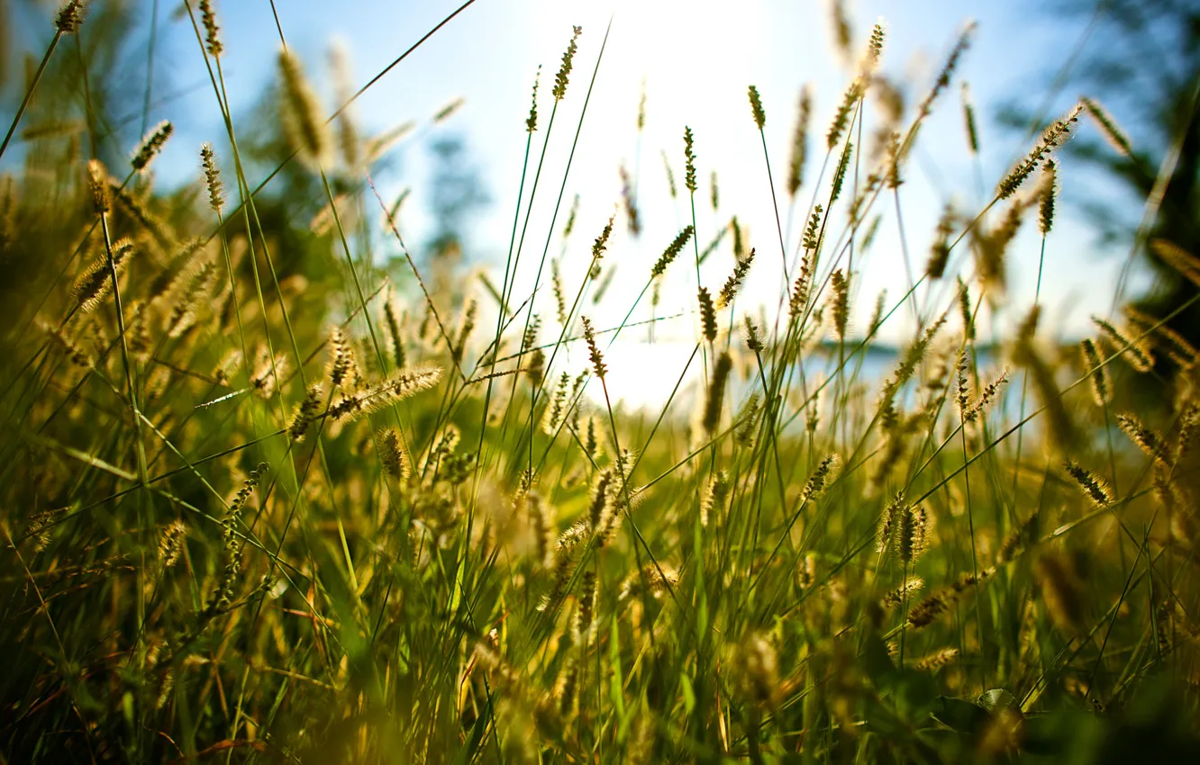 Фото обои лето, трава, through the grass